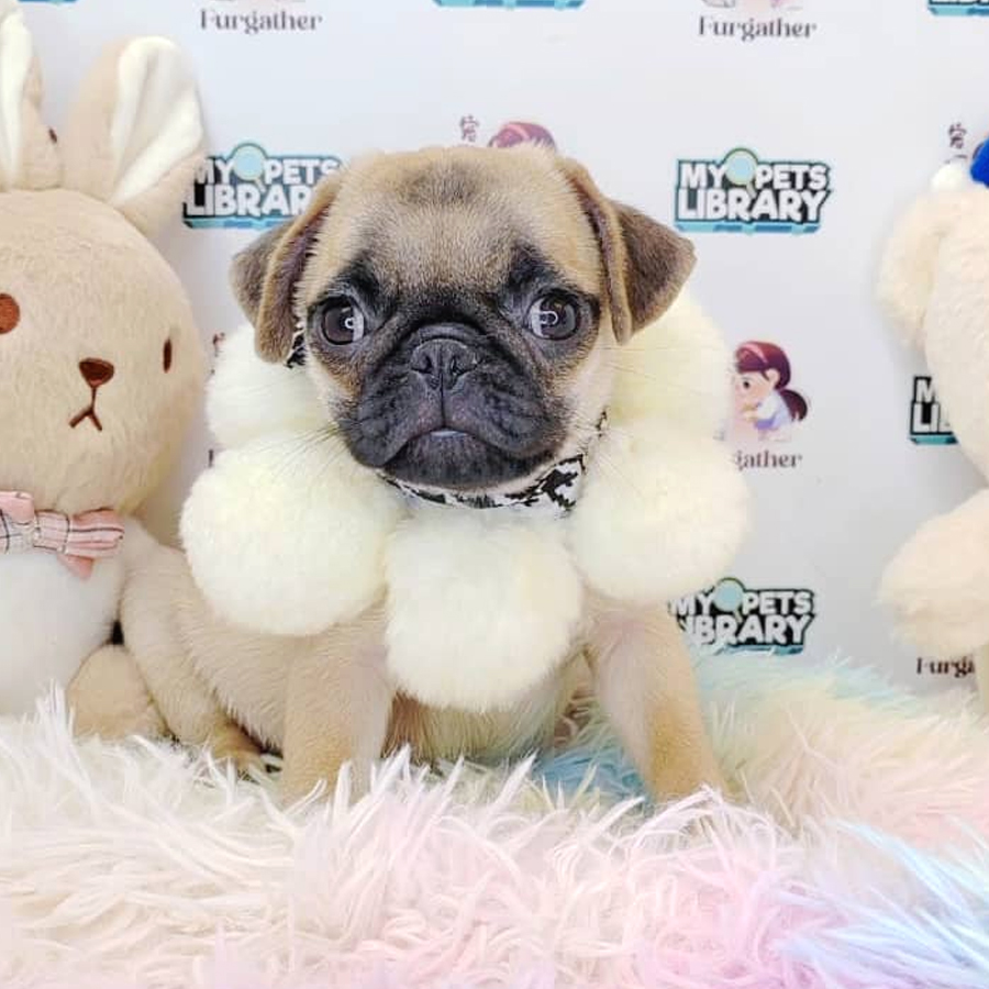 Pug Puppy (Female) For Sale