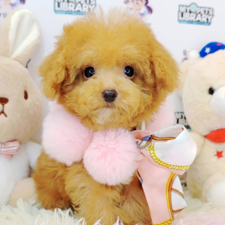 Teacup Poodle Puppy (Male) For Sale