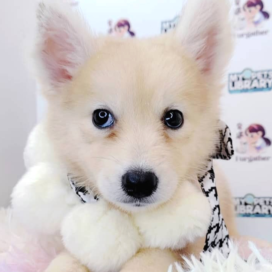 Pomsky Puppy (Female) For Sale