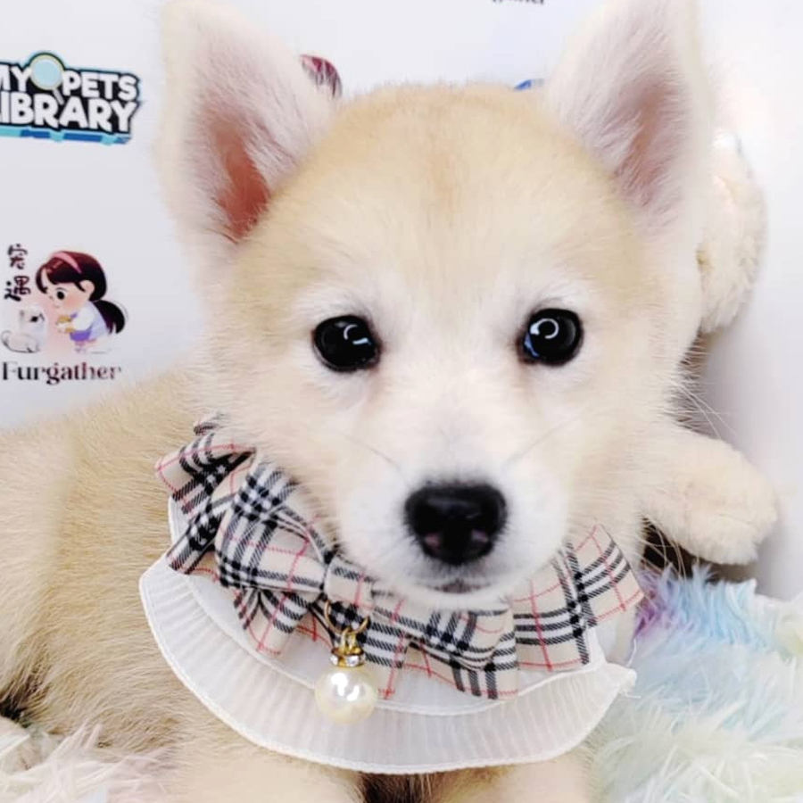 Pomsky Puppy (Female) For Sale
