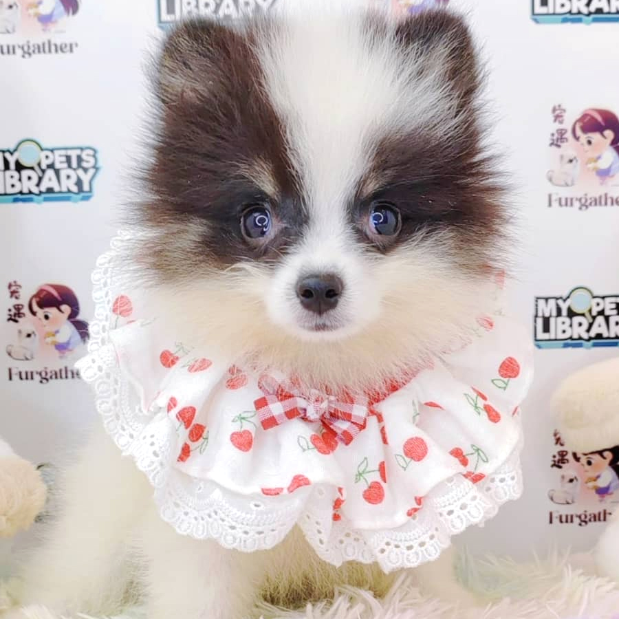 Pomeranian Puppy (Female) For Sale