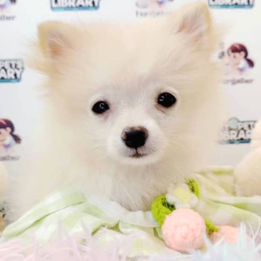 Pomeranian Puppy (Female) For Sale