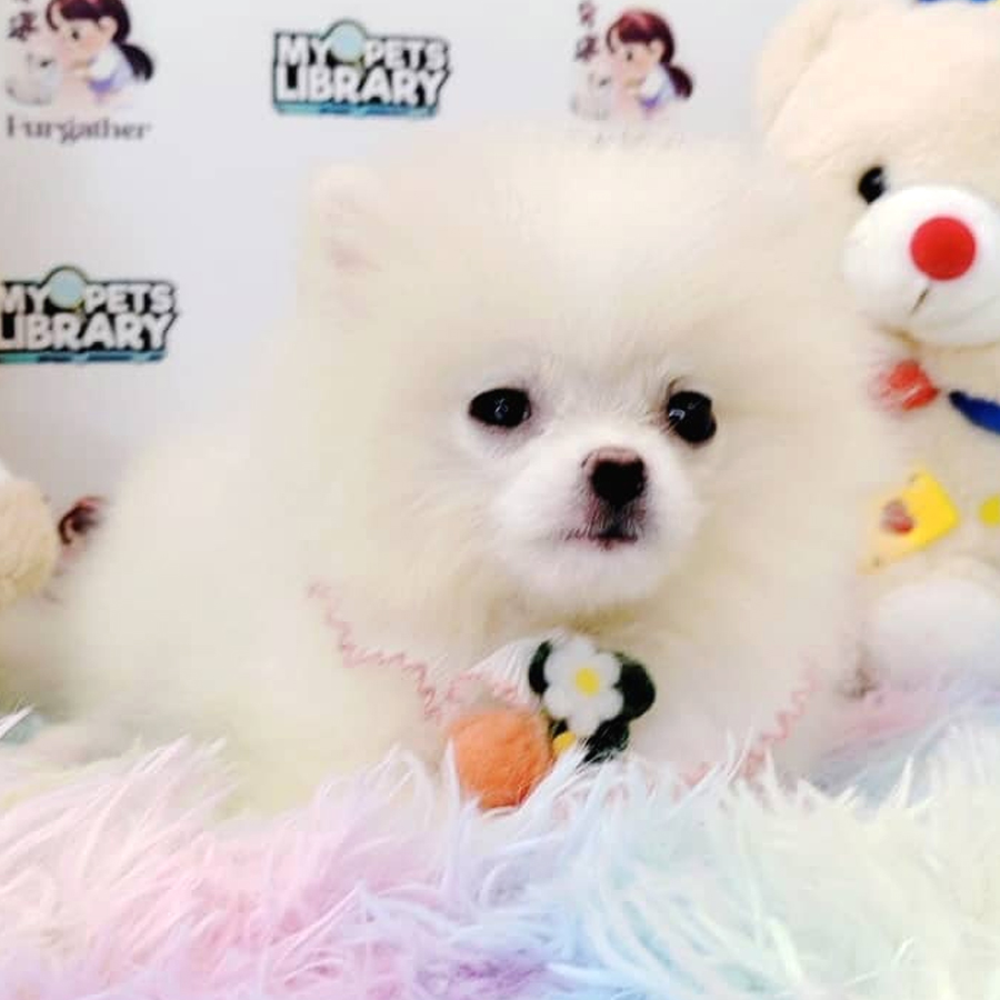 Pomeranian Puppy (Female) For Sale