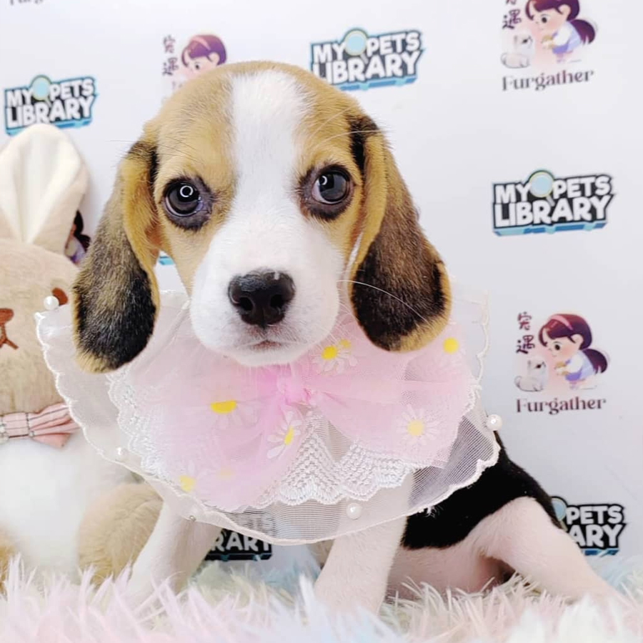 Beagle Puppy (Female) For Sale