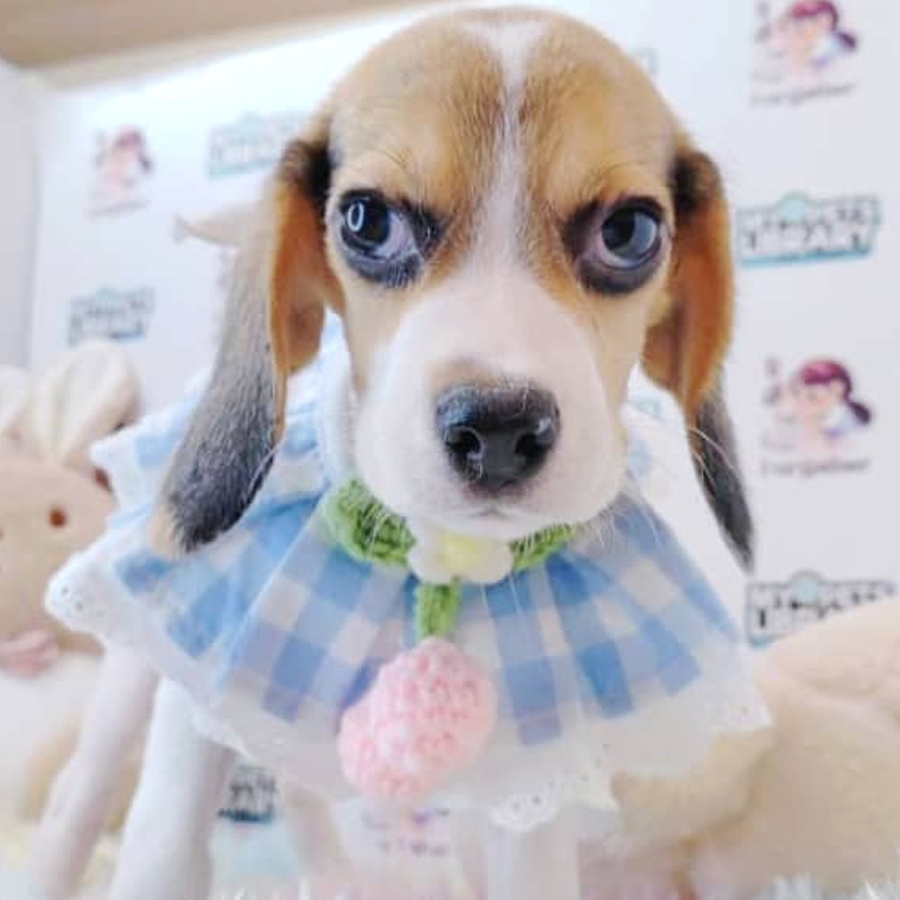 Beagle Puppy (Female) For Sale