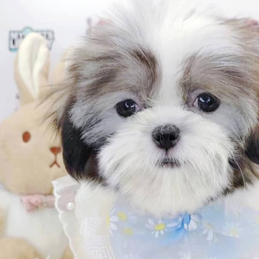 Shih Tzu Puppy (Female) For Sale