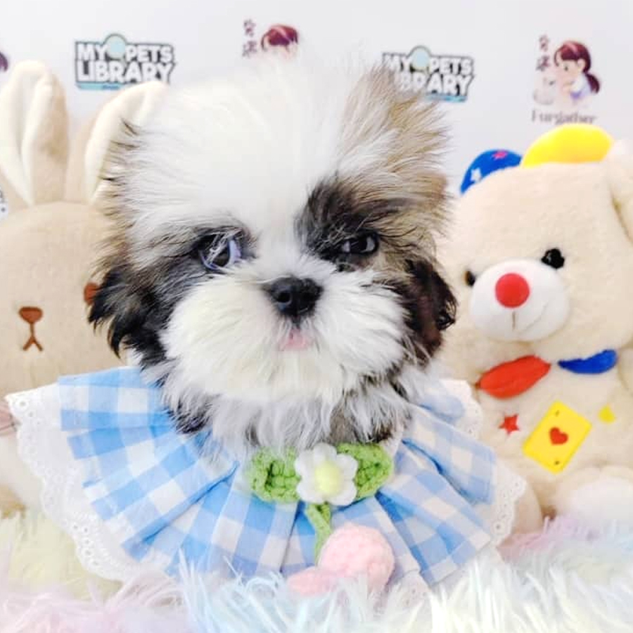 Shih Tzu Puppy (Female) For Sale