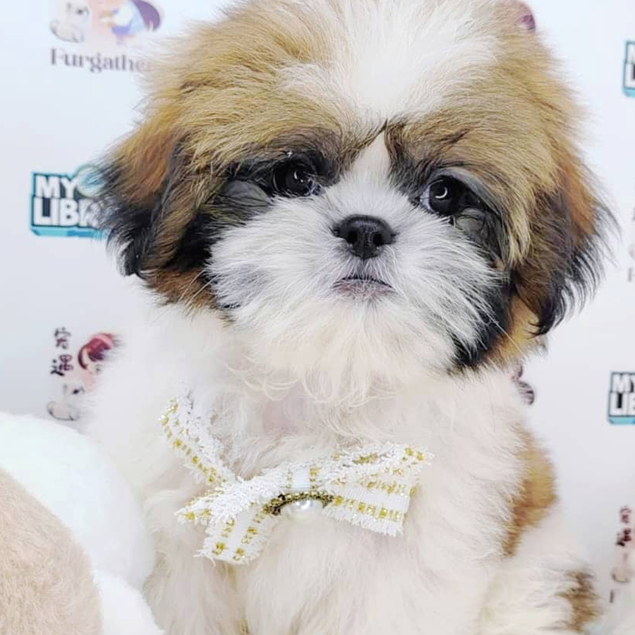 Shih Tzu Puppy (Male) For Sale