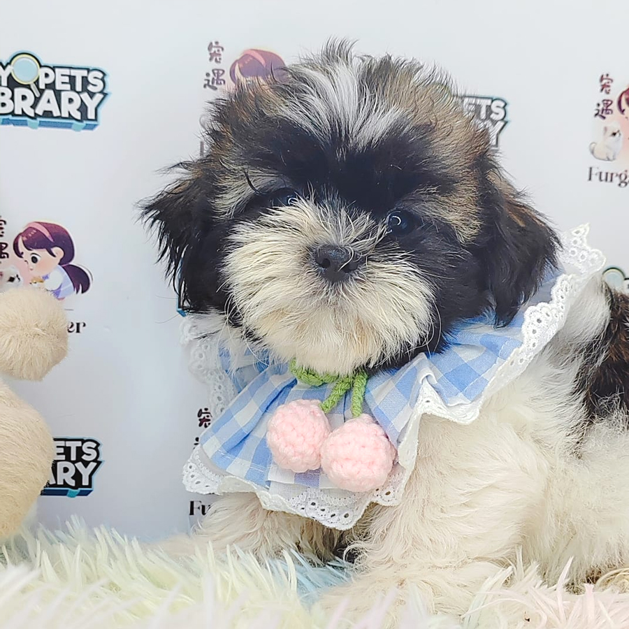 Shih Tzu Puppy (Male) For Sale