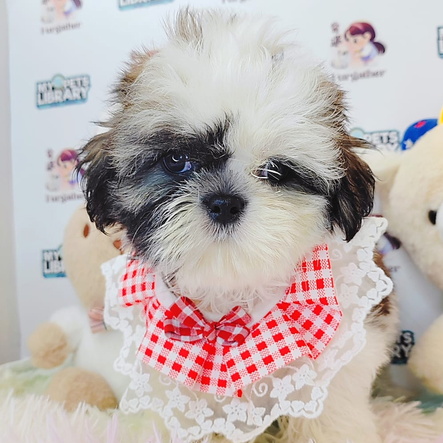 Shih Tzu Puppy (Female) For Sale