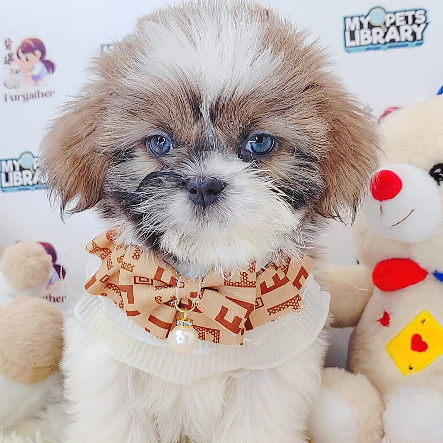 Shih Tzu Puppy (Female) For Sale