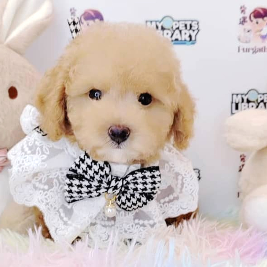 Maltipoo Puppy (Male) For Sale