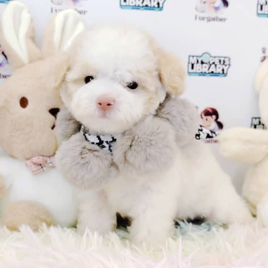 Maltipoo Puppy (Male) For Sale