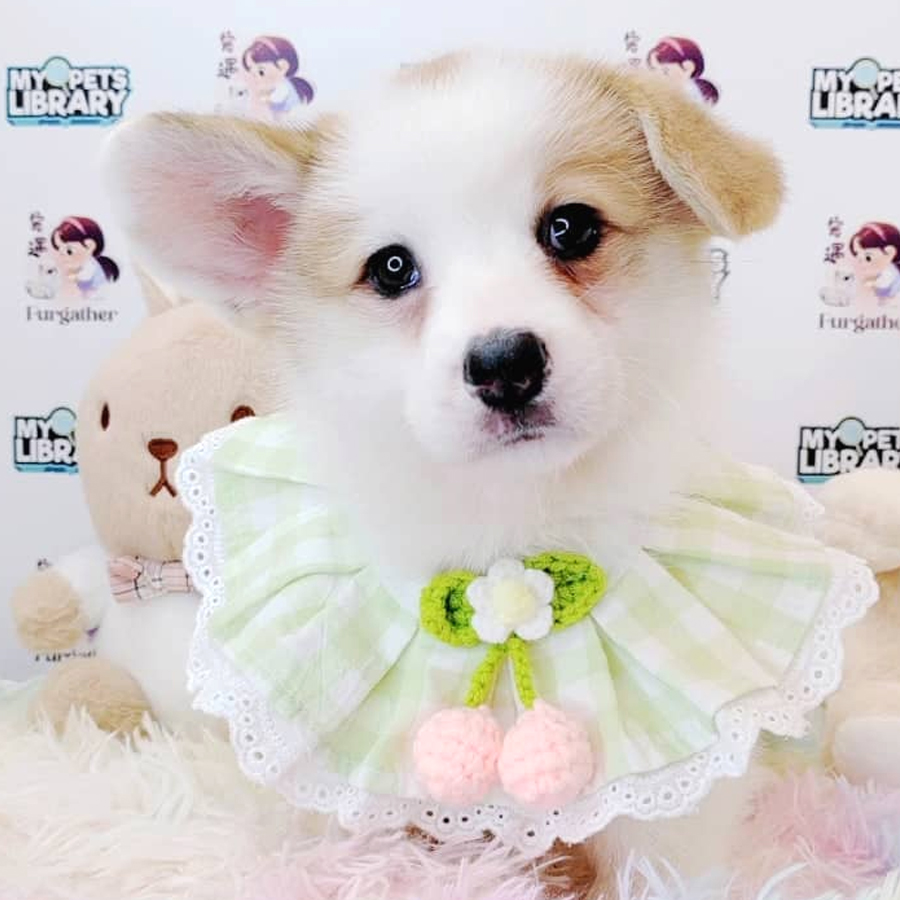 Welsh Corgi Puppy (Female) For Sale