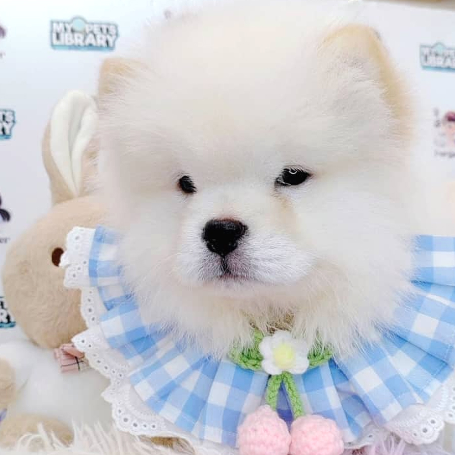 Chow Chow Puppy (Female) For Sale