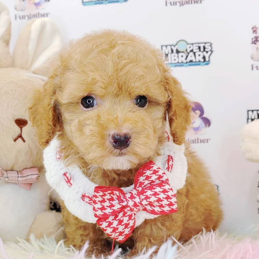 Toy Poodle Puppy (Male) For Sale