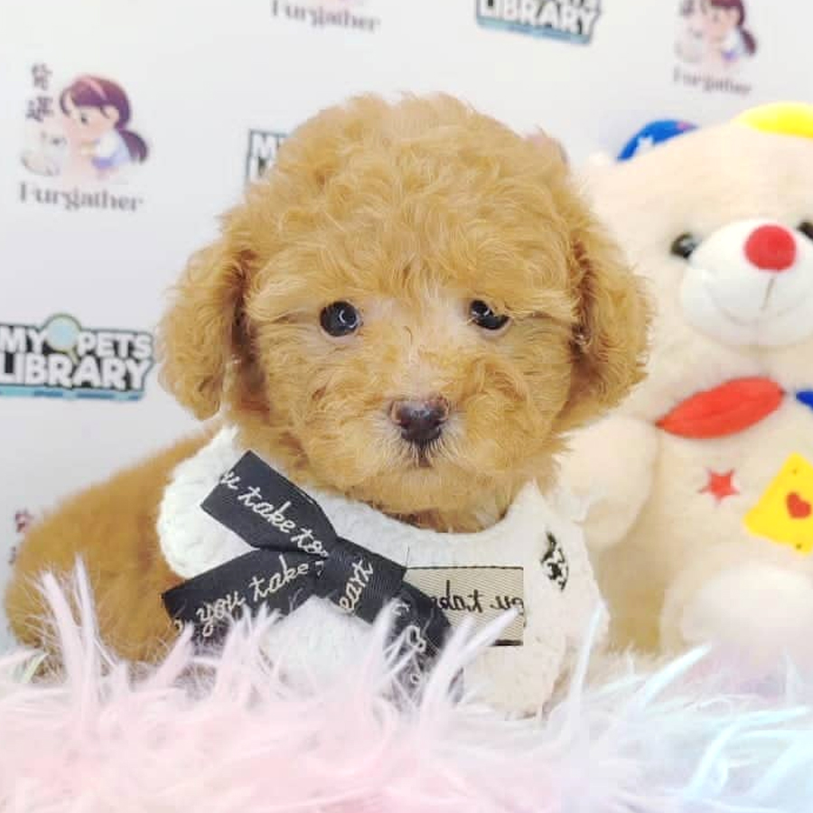 Toy Poodle Puppy (Male) For Sale