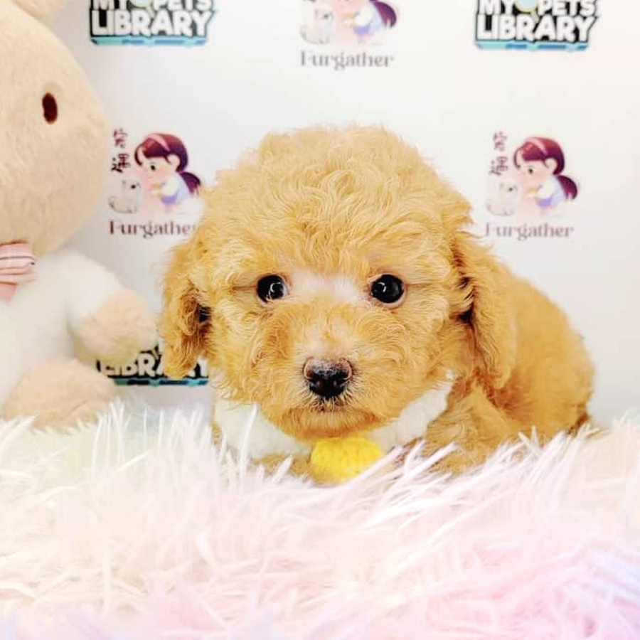 Toy Poodle Puppy (Male) For Sale