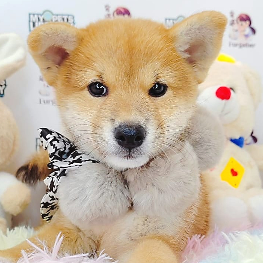 Shiba Inu Puppy (Female) For Sale