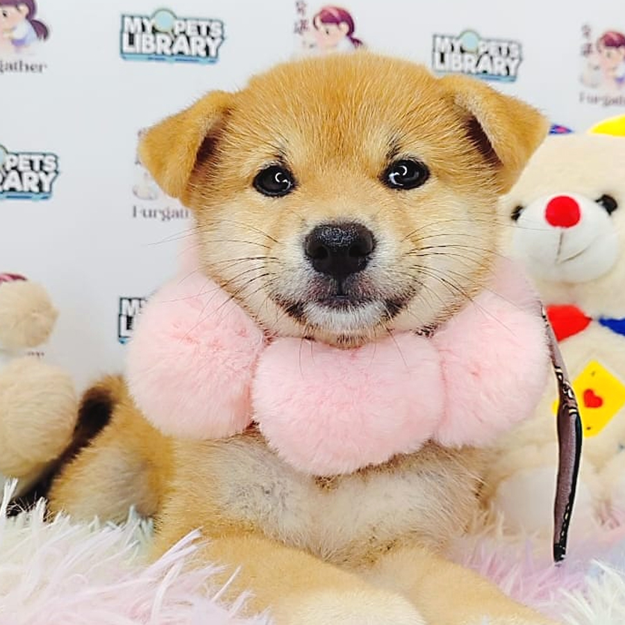 Shiba Inu Puppy (Female) For Sale