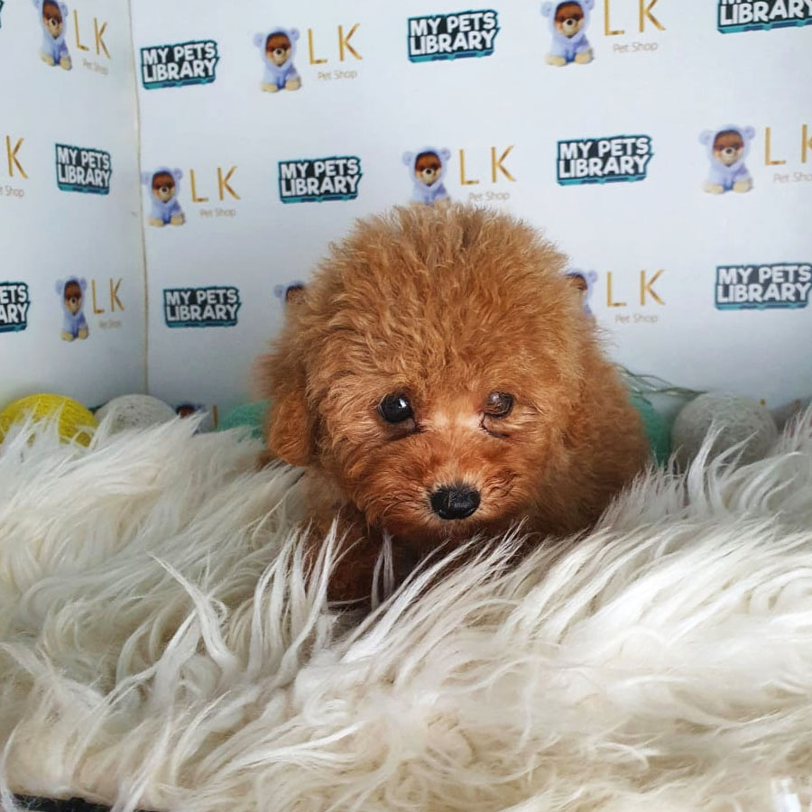 Toy Poodle Puppy (Female) For Sale