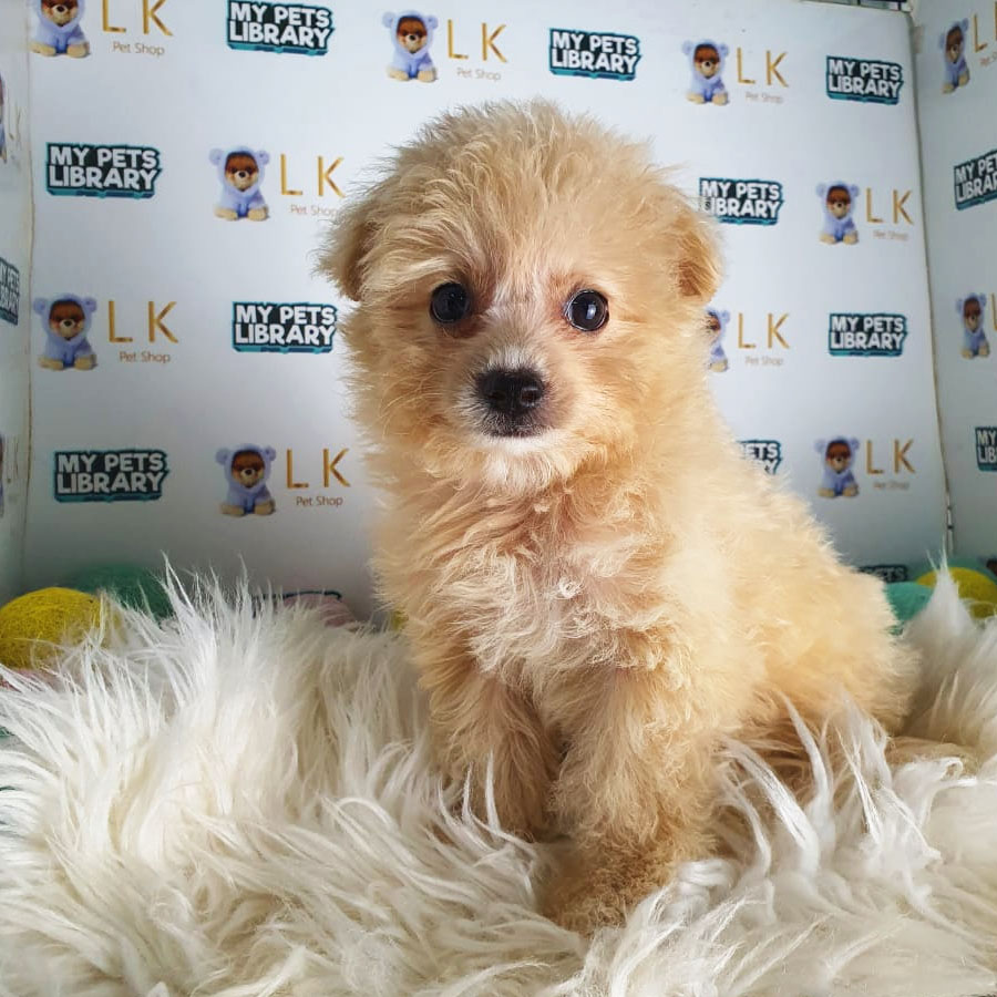 Maltipoo Puppy (Female) For Sale