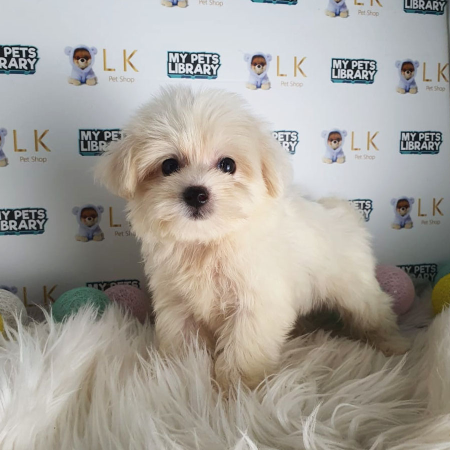 Maltipoo Puppy (Female) For Sale