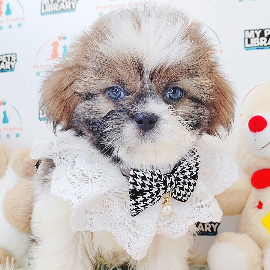 Shih Tzu Puppy (Male) For Sale
