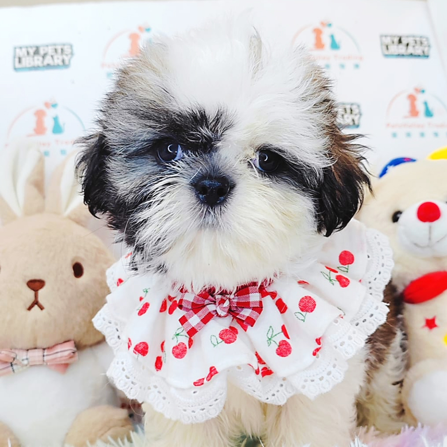 Shih Tzu Puppy (Male) For Sale