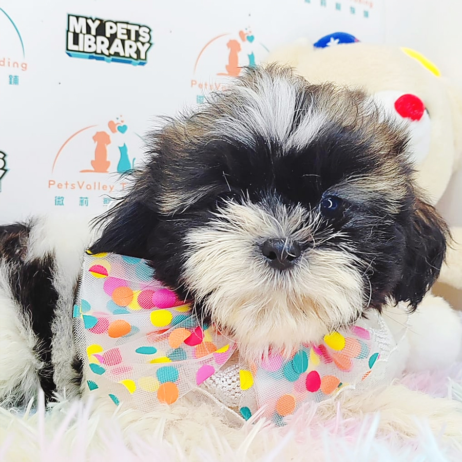 Shih Tzu Puppy (Male) For Sale