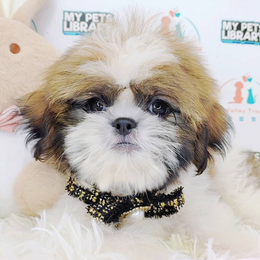Shih Tzu Puppy (Male) For Sale