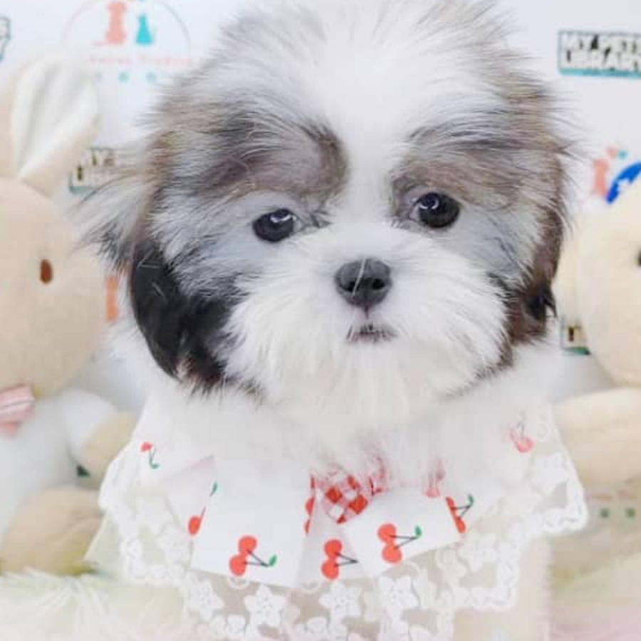 Shih Tzu Puppy (Male) For Sale