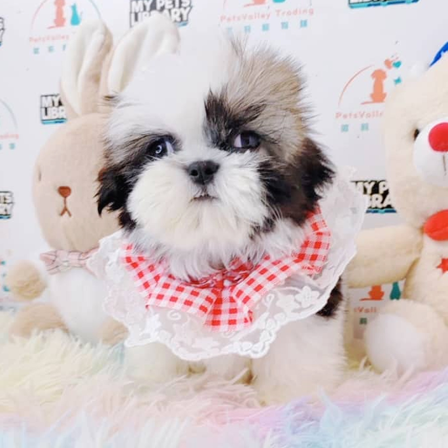 Shih Tzu Puppy (Female) For Sale