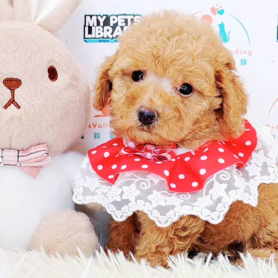 Toy Poodle Puppy (Female) For Sale