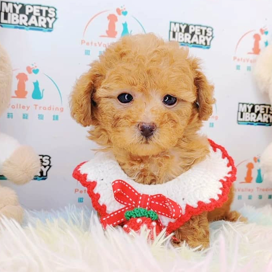Toy Poodle Puppy (Female) For Sale