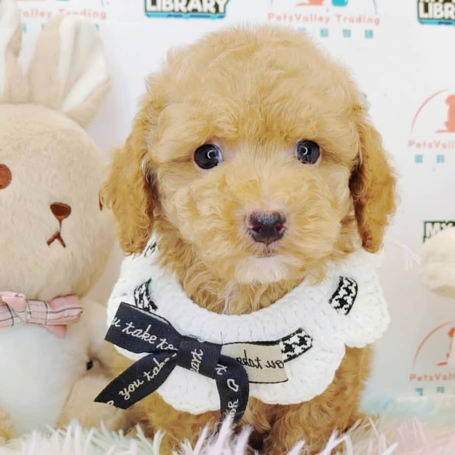 Toy Poodle Puppy (Male) For Sale
