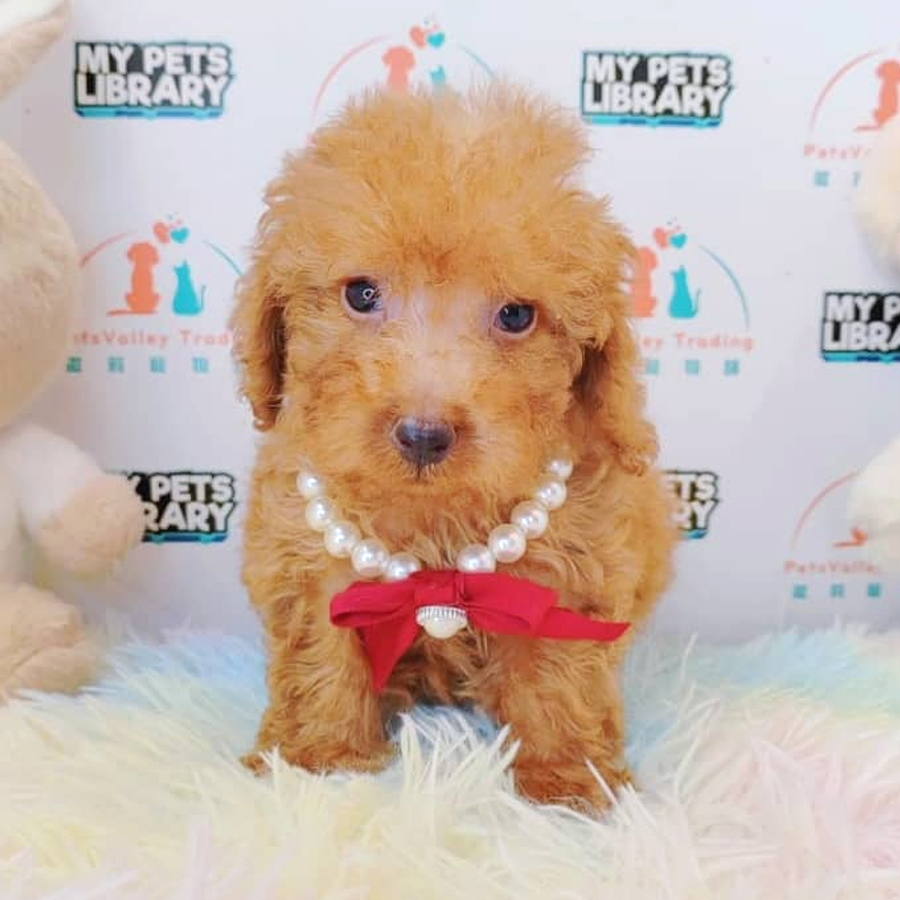 Tiny Poodle Puppy (Male) For Sale