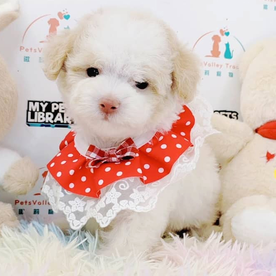Toy Poodle Puppy (Male) For Sale