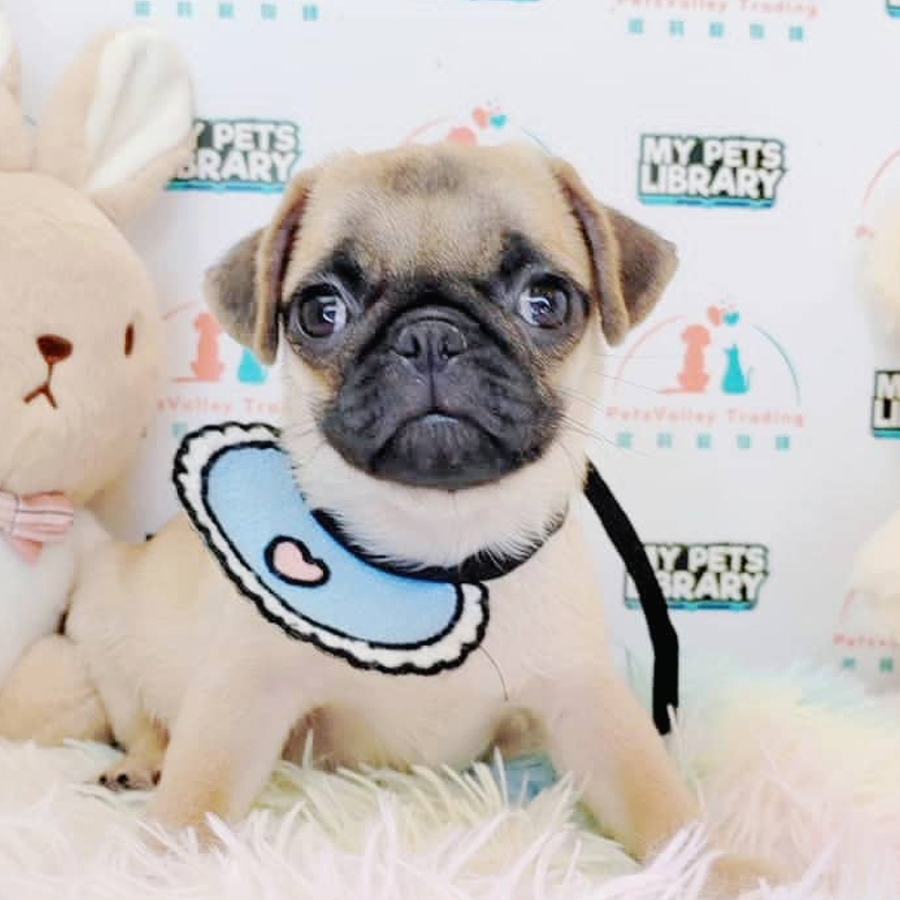 Pug Puppy (Female) For Sale