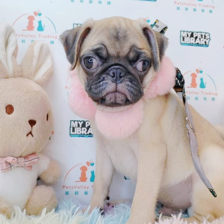 Pug Puppy (Male) For Sale