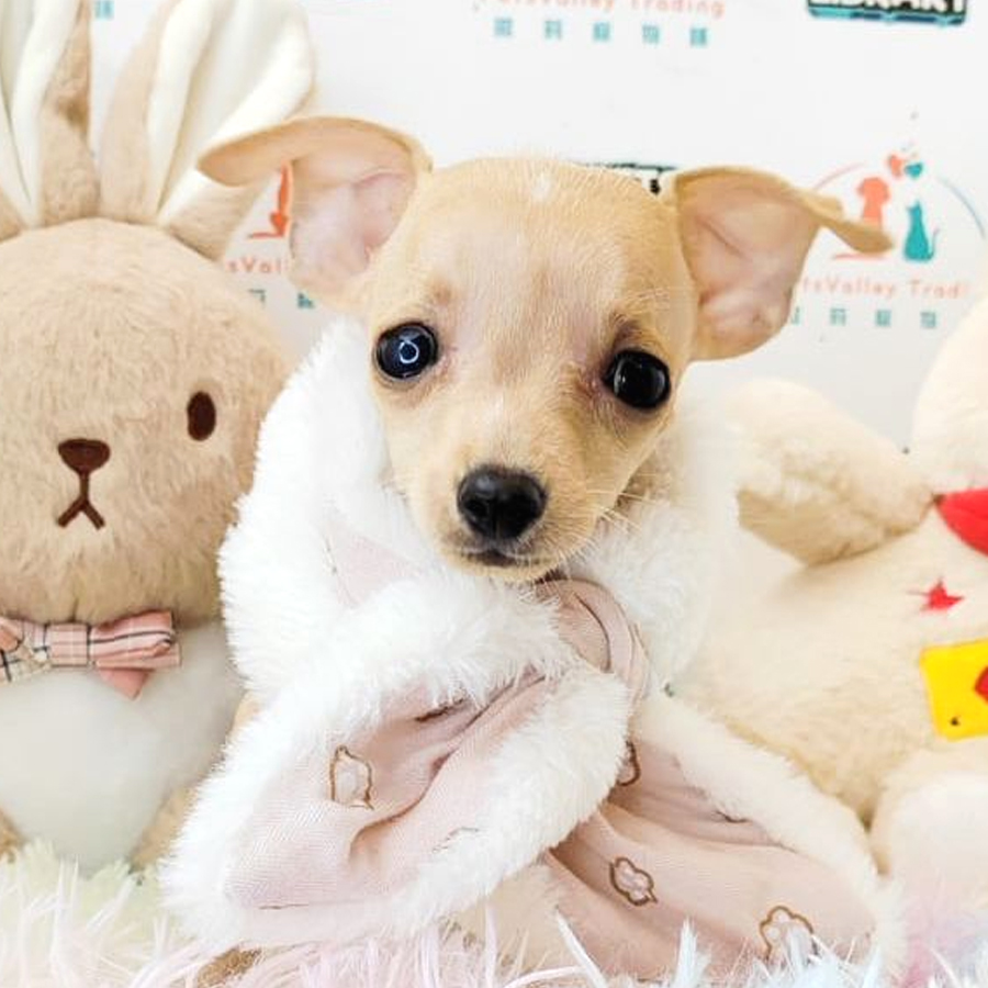 Shortcoat Chihuahua Puppy (Male) For Sale