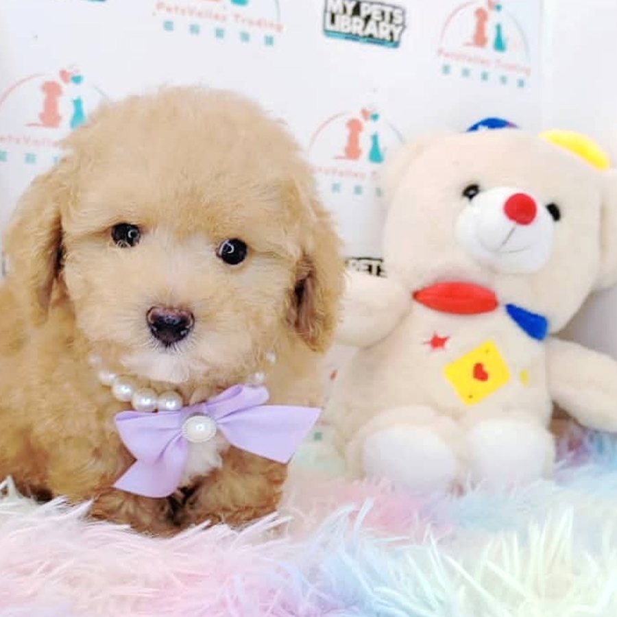 Maltipoo Puppy (Male) For Sale