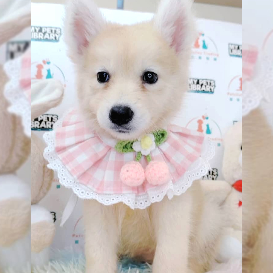 Posmky Puppy (Female) For Sale
