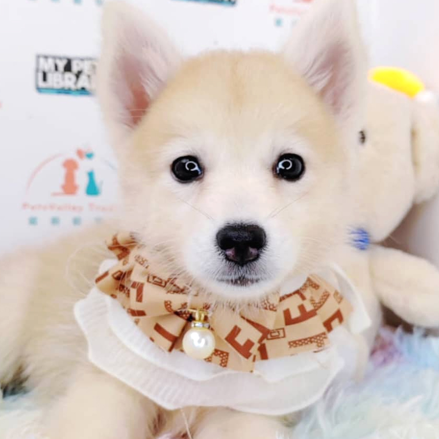 Posmky Puppy (Female) For Sale