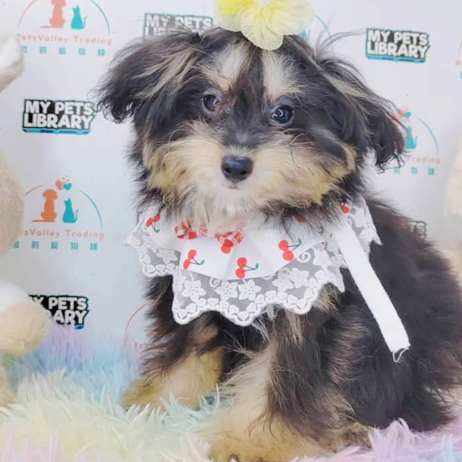 Posmky Puppy (Female) For Sale