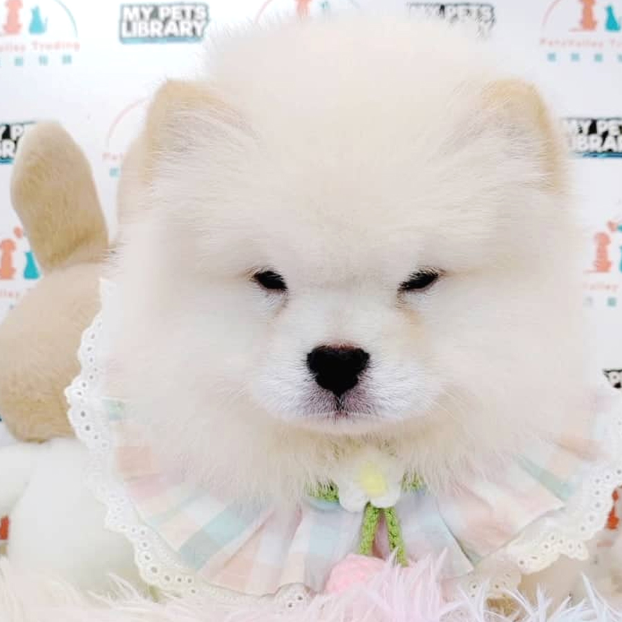 Chow Chow Puppy (Female) For Sale