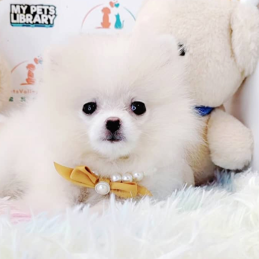 Pomeranian Puppy (Female) For Sale