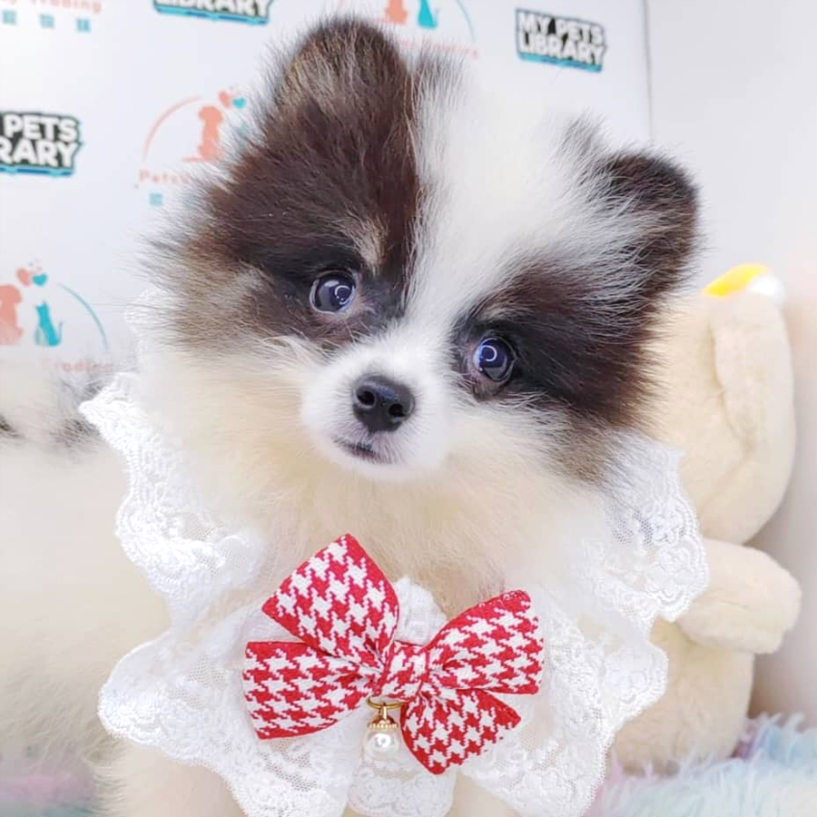 Pomeranian Puppy (Female) For Sale