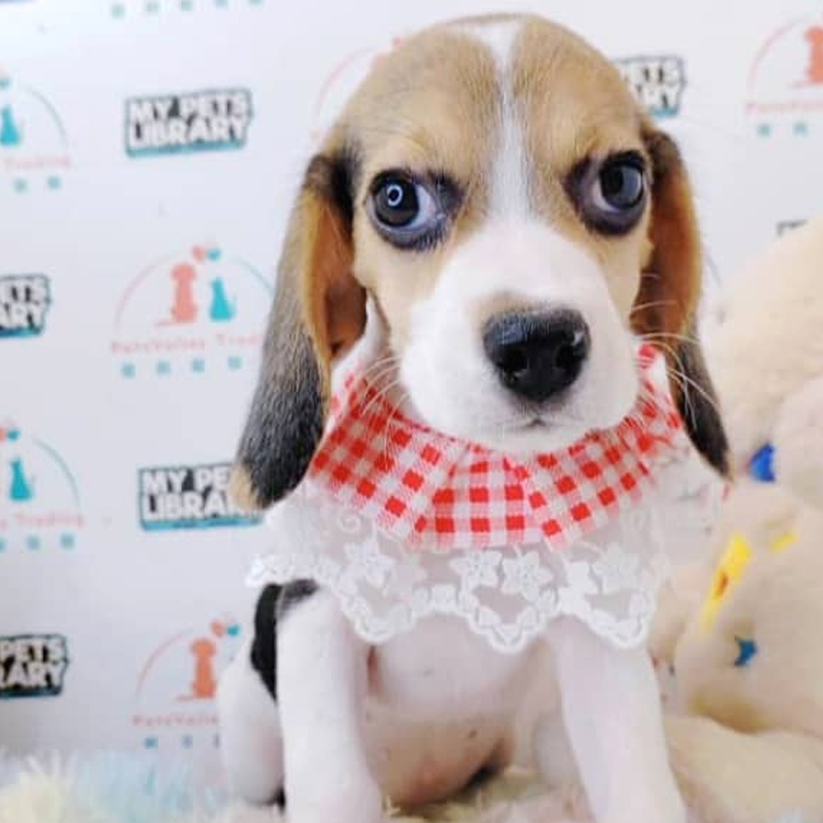 Beagle Puppy (Female) For Sale