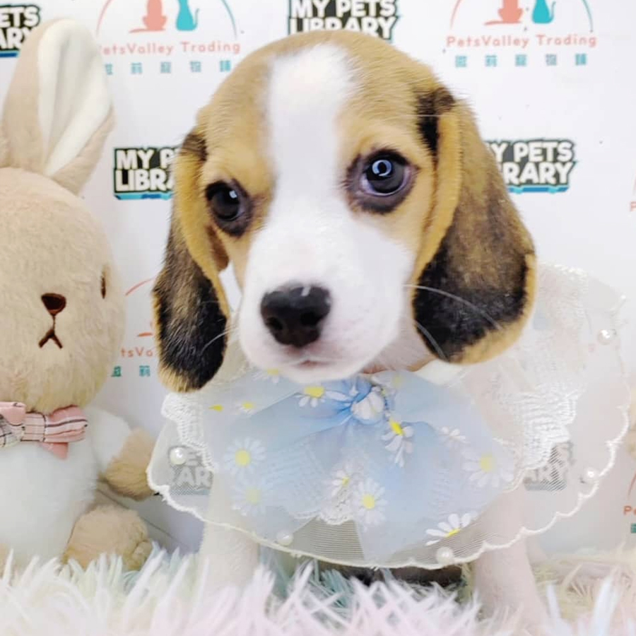 Beagle Puppy (Female) For Sale